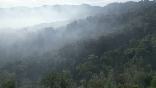 Bird's-eye view of ethereal beauty of rainforest blanketed in mist