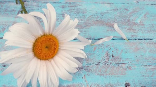 Daisy Petals Falling on Distressed Wooden Background