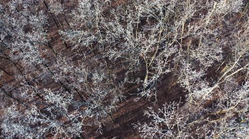 High trees in winter season. Flight over the forest with white trees. Top drone view.