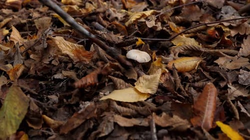 Closeup of a Mushroom in an Autumn Forest Among Yellow Leaves