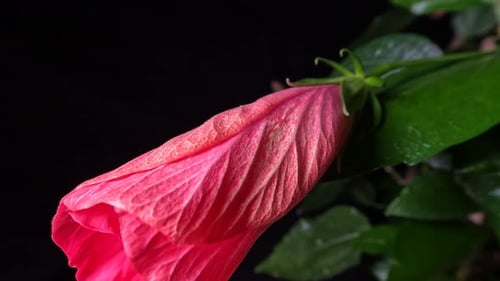 Pink hibiscus rosa sinensis blossom opening in night time lapse