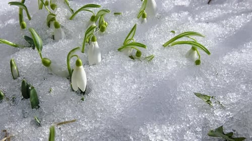 Snowdrop Flowers Blooming in Sunny Spring Forest Nature and Snow Melting Fast