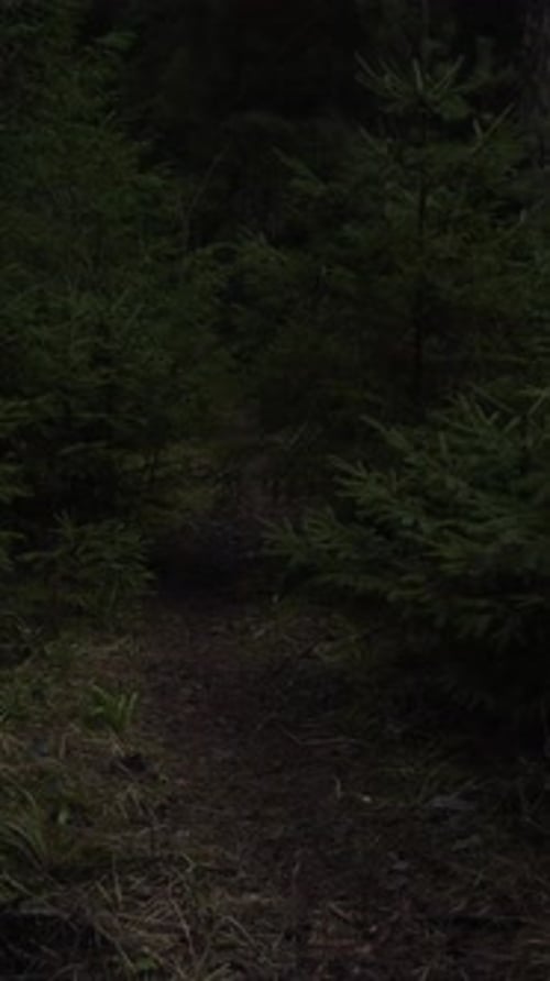 Alaska Forest Background Overgrown Woodland Trail with Mossy Ground Secluded Overgrown Pathway