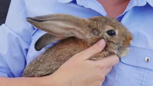 A Woman Gently Holds Her Small Rabbit Close to Her Chest While Strolling Through the Backyard