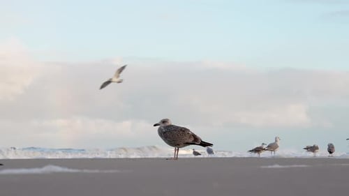Seagulls standing on beach.