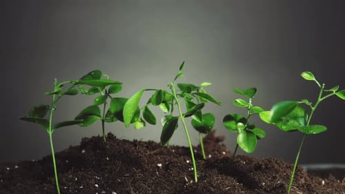 Plant in Rain Nature Freshness Water Seedlings