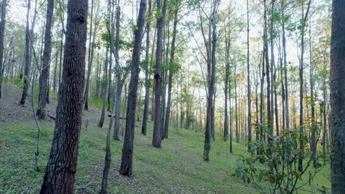Peaceful Pine Forest with Sunlight