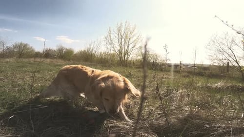 Happy Golden Retriever Plays With Toy Duck Outdoors