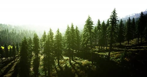 La lumière du soleil filtre à travers une forêt luxuriante par un matin serein