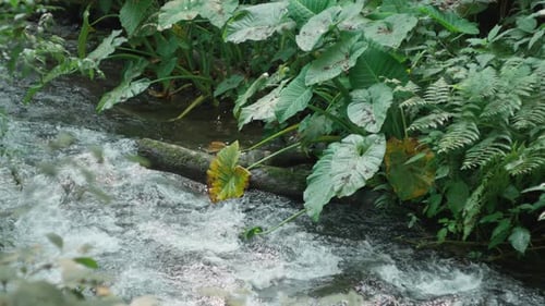 ZEITLUPENAUFNAHME VON WASSER, DAS IN EINEM GROSSEN FLUSS IN MITTELAMERIKA FLIESST