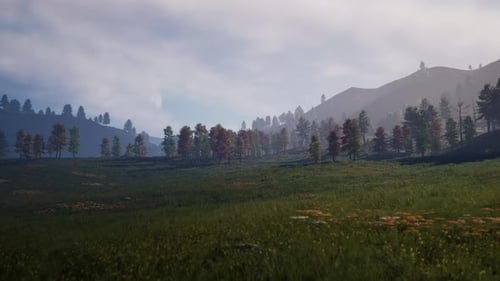 Pine Tree Forrest in the Montains