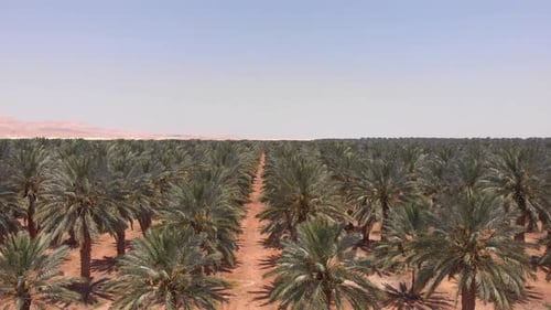 Flying over Palm trees in Dead sea