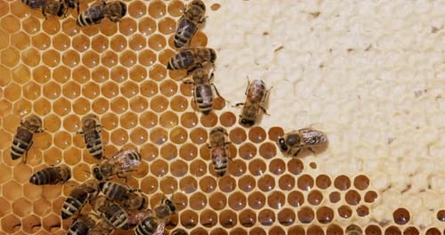 Honigbienen arbeiten an einer Wabennahaufnahme. Bienen sind den Menschen vor allem für ihre Ökologie bekannt