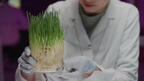Asian Female Biologist Examining Green Plant Grown in Laboratory