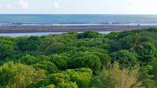 Aerial view a flock of white herons bird In mangrove forest. Nest of egret bird.