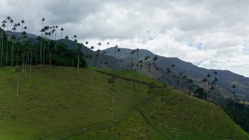 Aerial drone view of Cocora Valley, Salento, Colombia. Flying over the tallest wax palm trees in the