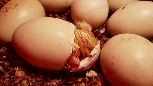 Baby Chick Hatching from its Egg