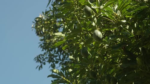 Zoomen Sie mit hängenden Avocados am Baum zum blauen Himmel