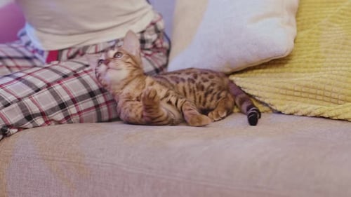 Woman Using VR Headset with Cat on Sofa
