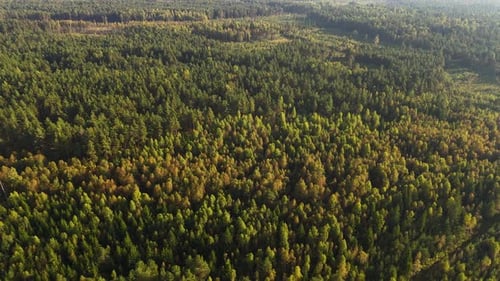 Aerial View Of Dense Forest With Green Trees In Pavilosta, Latvia.
