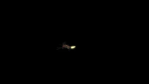 Realistic Firefly Flying and Glowing on Black, Bugs Motion Graphics ft ...