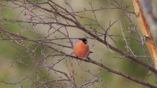 Eurasian Bullfinch Looking Around In The Forest While Sitting On Tree Branch. - close up