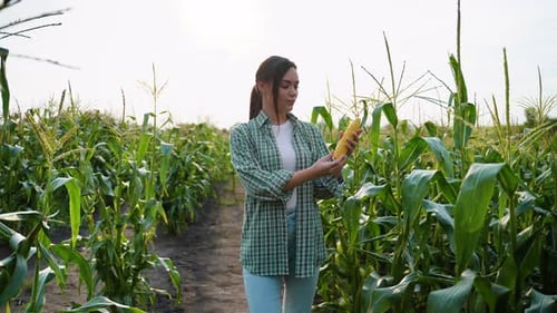 Female Farmer Examining Corn in Field for Crop Quality Check