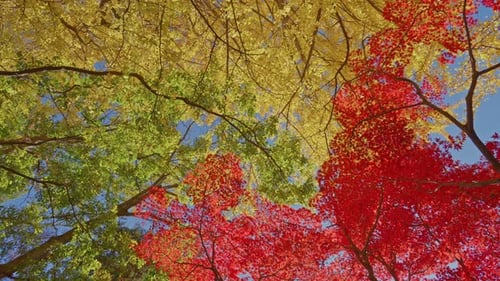 Vibrant Autumn Trees from Below on Clear Day