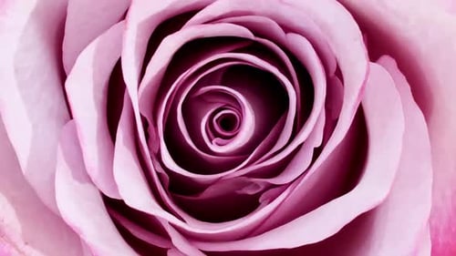 Detailed Close Up of a Pink Rose Blossom