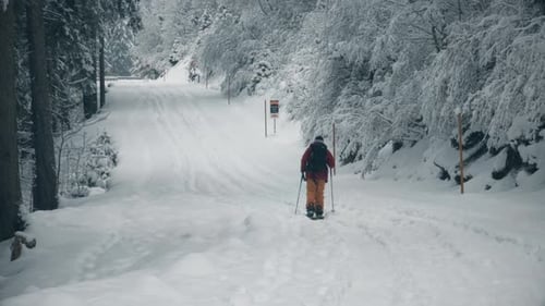 Unknown Skier Discovers Swiss Alpine Forest Near Lucerne