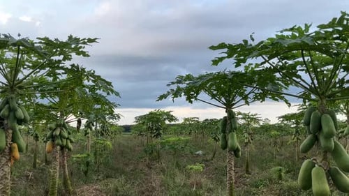papaya fruit tree