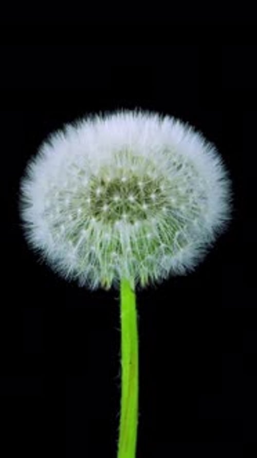 Zeitraffer beim Öffnen von Dandelion Fluff, vertikale Ausrichtung