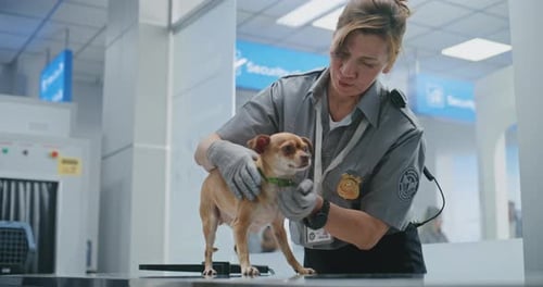 Screening in Airport Terminal Female TSA Officer Inspecting Dog with Metal Detector