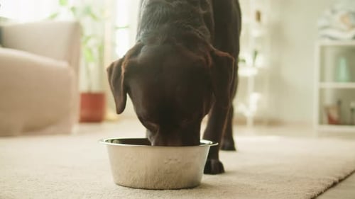 Labrador Dog Eating