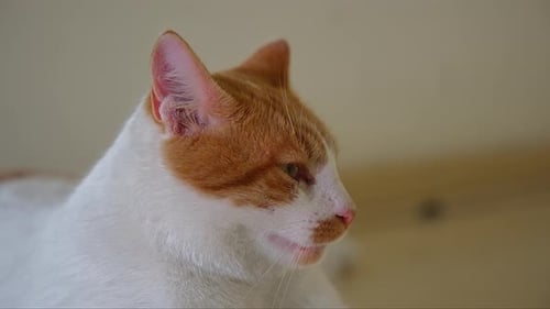 Resting Domestic Cat Close Up Indoors