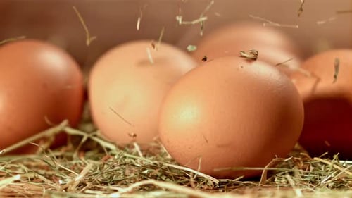Dried Hay Falls on the Eggs Filmed on a Highspeed Camera at 1000 Fps