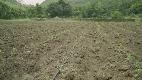 Nice wide shot of a pepper plant farming field and cultivation of fresh healthy crops