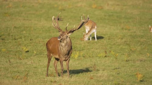 Rotwild brüllt auf der grünen Wiese, umgeben von grasenden Damhirschen, majestätische Männchen, die brüllen