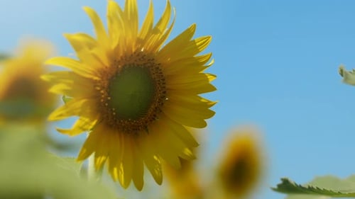 Sunflower On Blue Sky