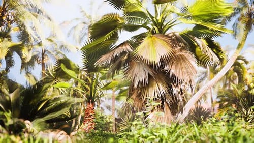 Tropical Garden with Palm Trees in Sun Rays