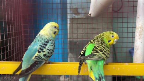 The bird is trapped in a cage.