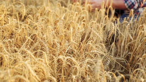 Agronomist Examining Cultivated Cereal Crop Sitting in Barley Field Smiling Farmer Holding a Bunch