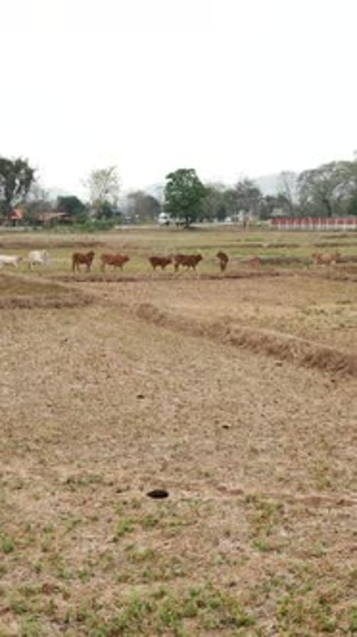 Plan of a Farm with Several Cows in the Field