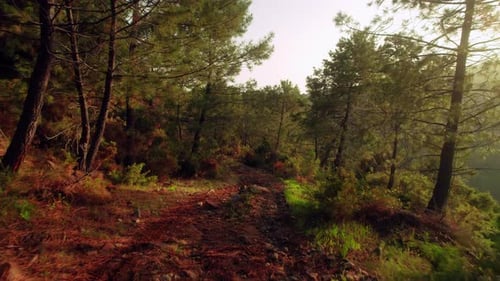 Moving backwards along the forest