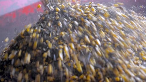 Close-up of soybean grain and corn being poured