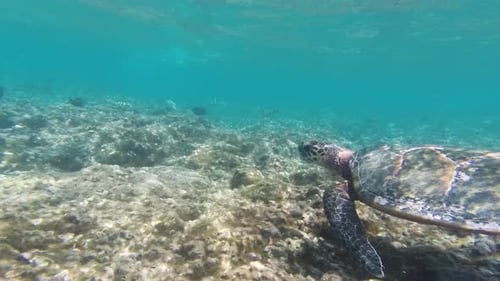 Closeup of Sea Turtle Swimming Over Coral Reef