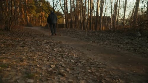 A Person Strolls Through a Woodland Path Surrounded By Trees and Plants