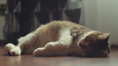 Resting Cat Napping on Wooden Floor