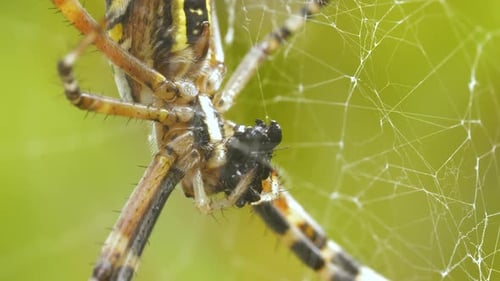 Gros plan d'une araignée guêpe mangeant sa proie