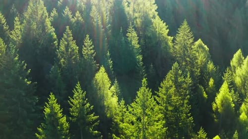 Green Coniferous Treetops in the Forest Bask in the Radiant Glow of the Bright Sunlight